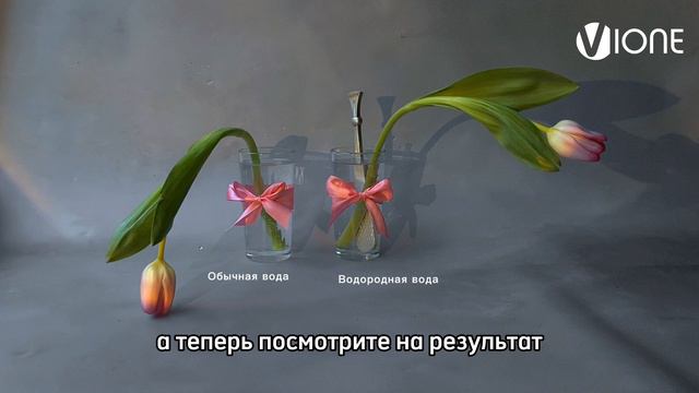 Эксперимент: цветы оживают прямо на глазах!