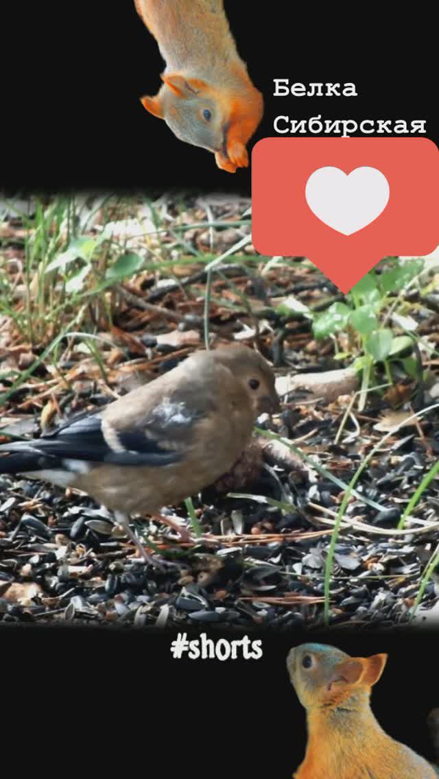 Птенчик снегиря