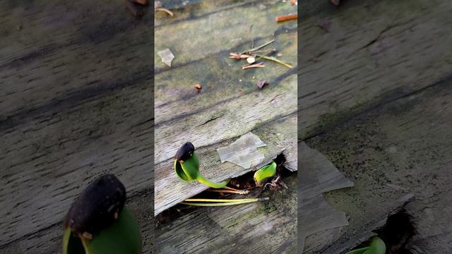 Подсолнух растет на старом столе