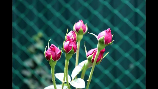 ПРОСТРАНСТВО ЛЮБВИ - РОЗОВЫЙ САД ВЕЧЕРСКИХ