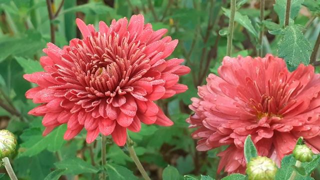 хризантема бордо махровая