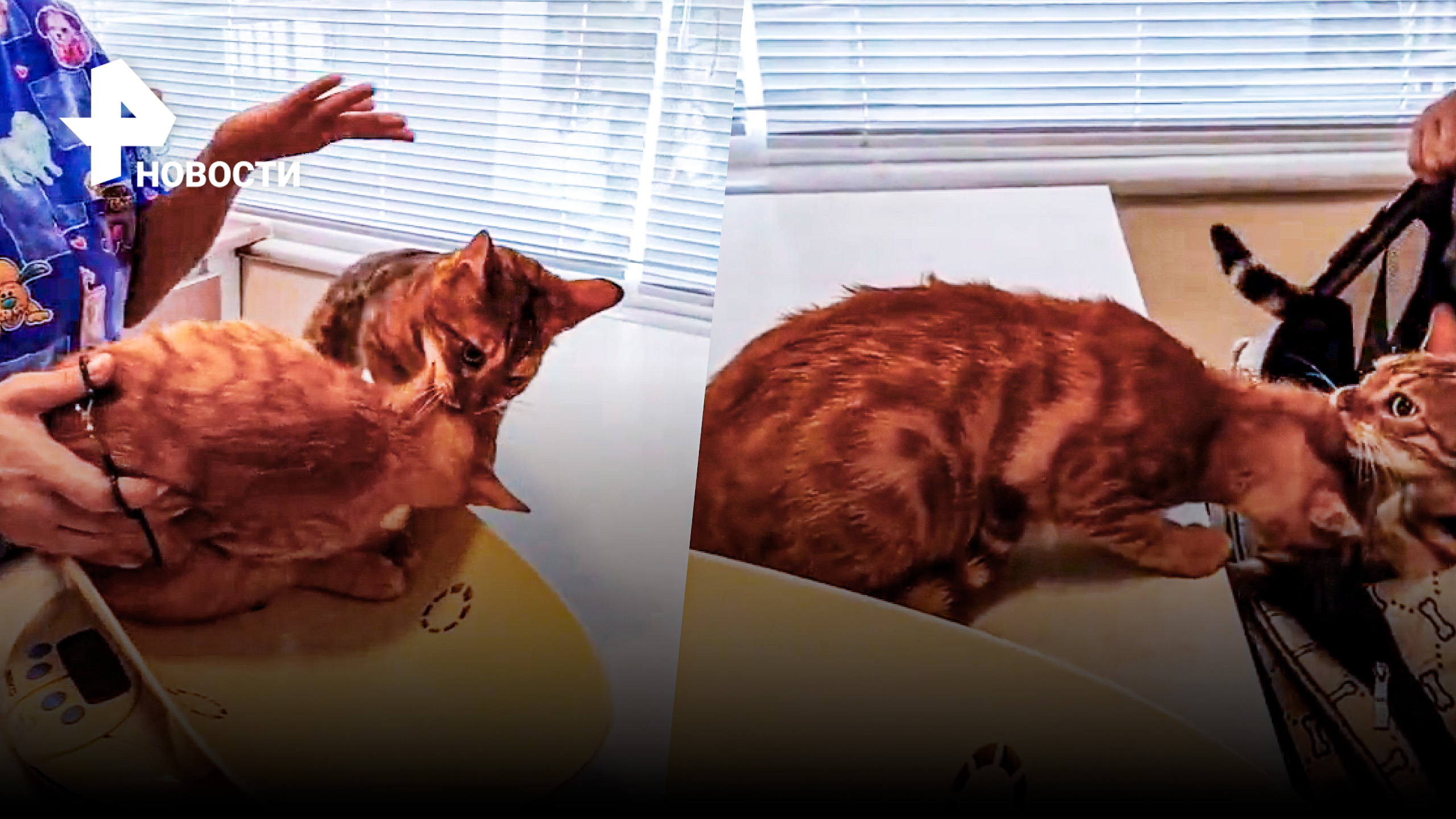 Котик спасает товарища от ветеринара / РЕН Новости
