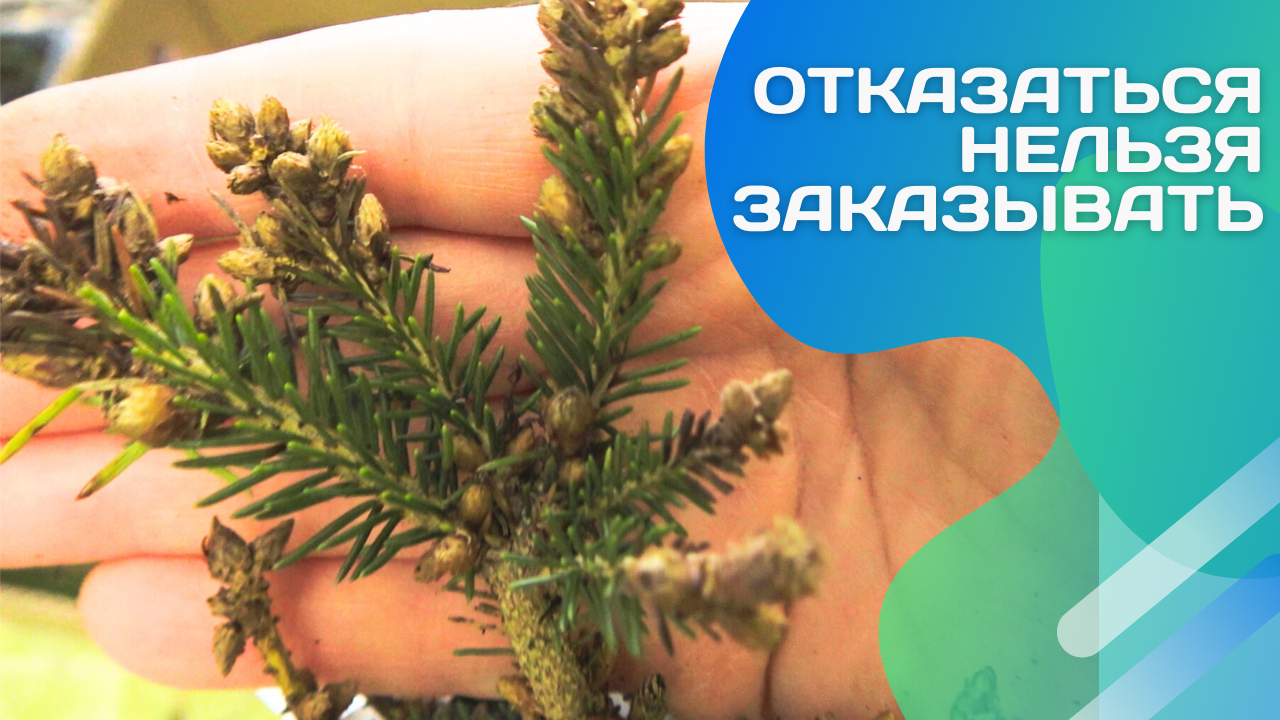 Совсем не порадовали! Саженцы из "Гаршинки".