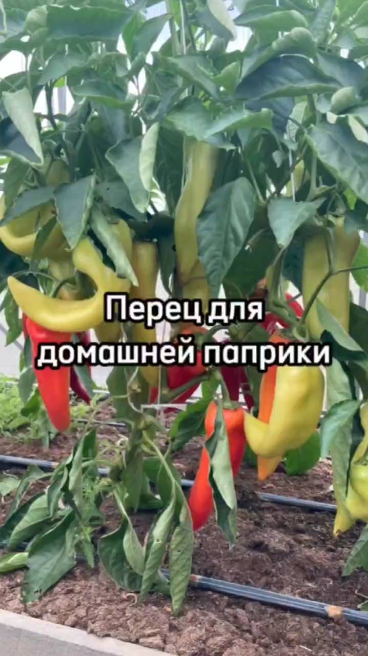 ЛУЧШИЙ сорт сладкого перца для паприки.