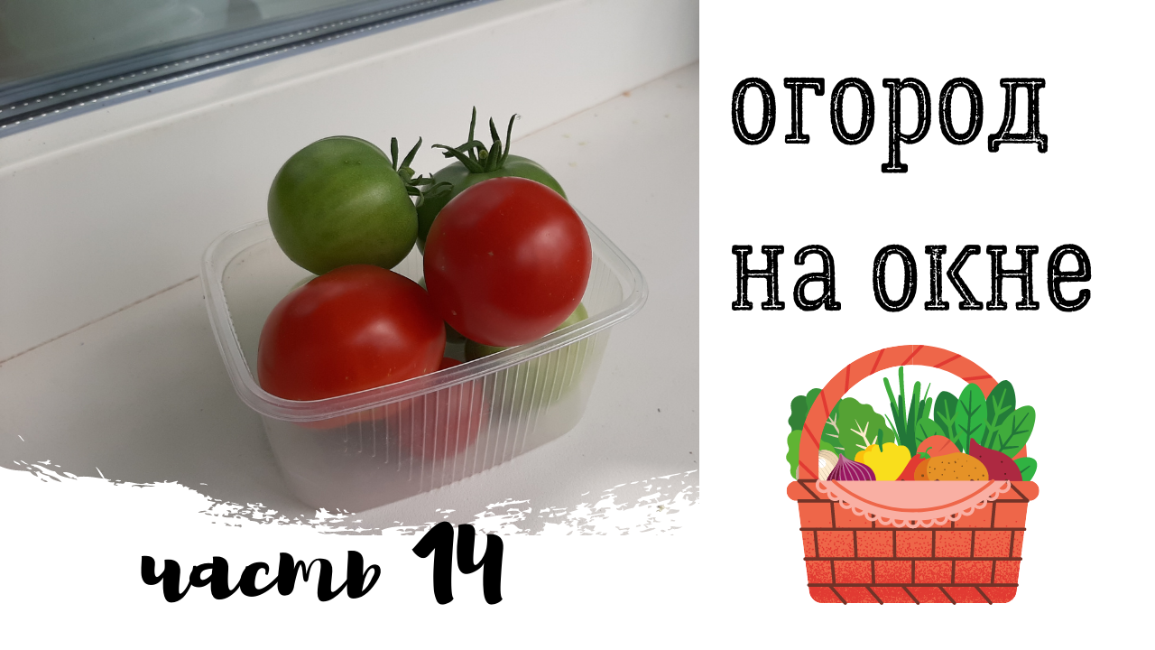 Огород на окне. Часть 14. Убираю томаты.