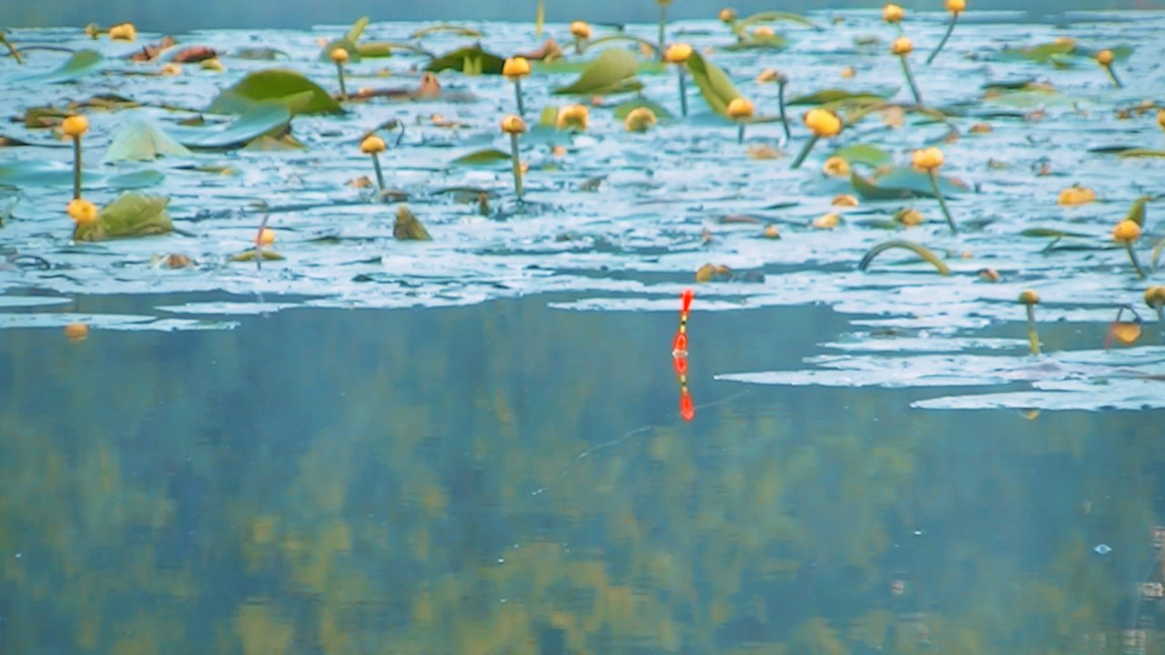 Ловля карася на поплавок в тихой заводи на реке в зарослях кувшинок.