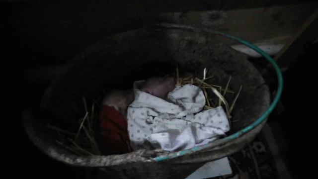 Как выглядят новорождённые поросятка Белой южнорусской свиньи