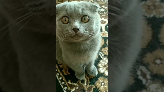 Ох эти глаза, глаза мне в душу глядят🐱