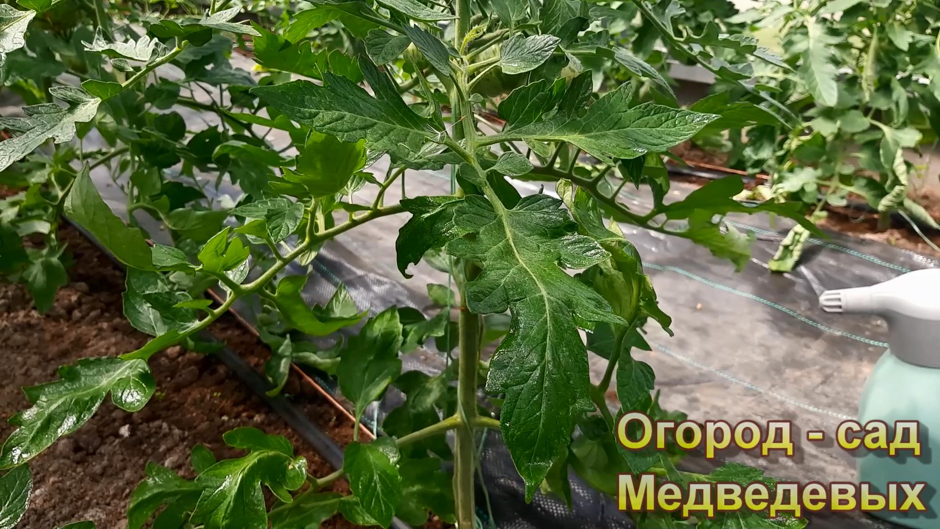 Без этого листовые обработки почти бесполезны