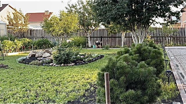 Вечереет, птичий ужин. Летние зарисовки.