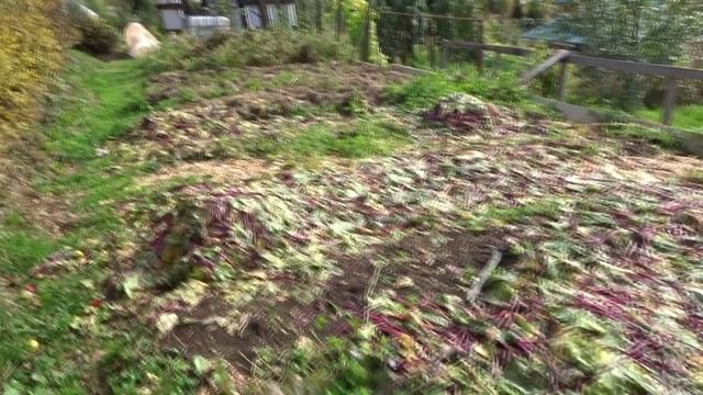 ОБИТЕЛЬ РАССВЕТА. САД МЕЧТЫ ДЕНИСА САФРОНОВА.