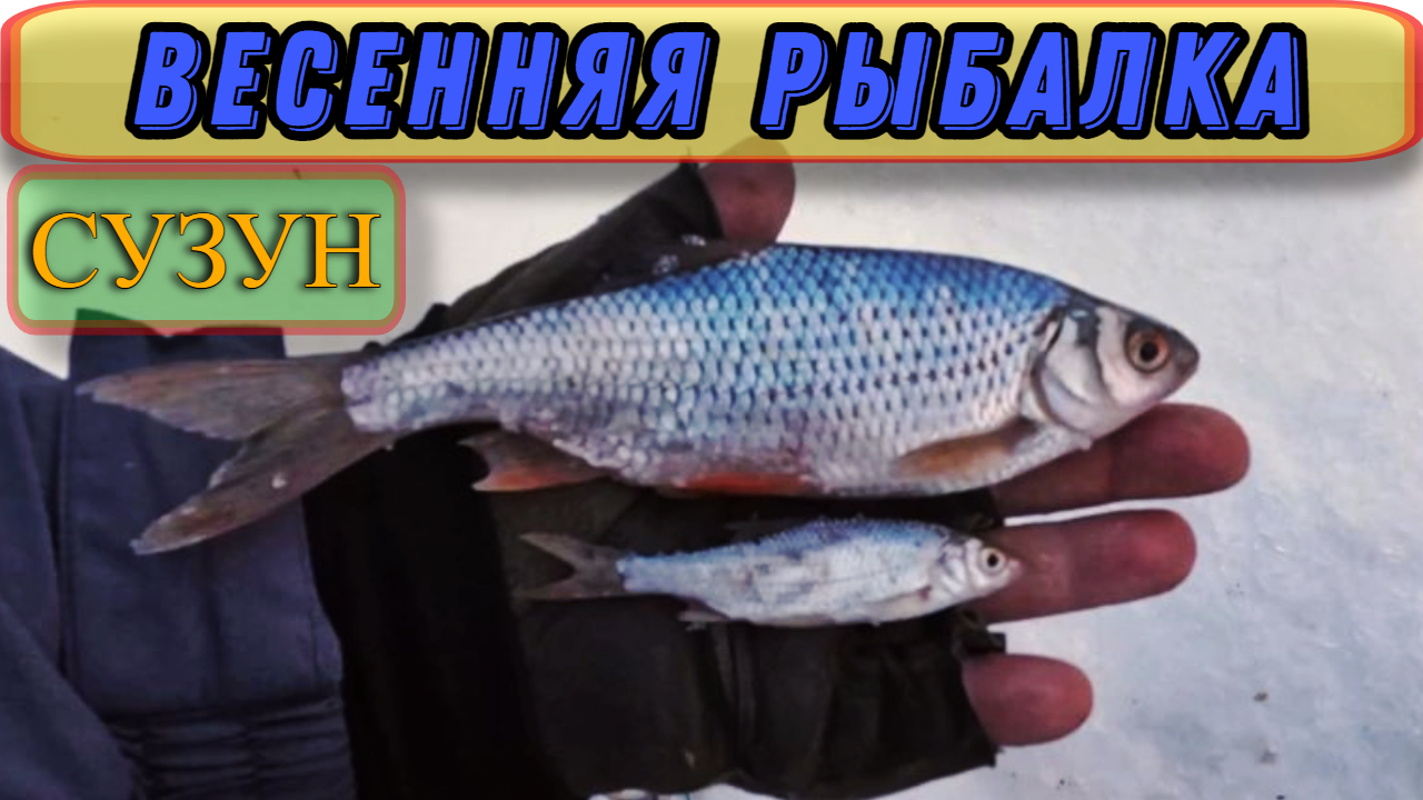 Зимняя рыбалка (Сузун)13 марта 2023г. Рыбалка весной, на малых реках Сузуна.