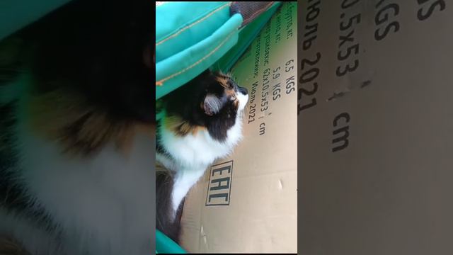 Нюша забралась в сумку,вдруг её забудят?😂