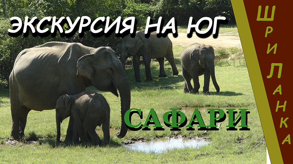 Шри-Ланка (Sri Lanka). Шри Ланка. Сафари. Гонки на джипах. Дикие животные.