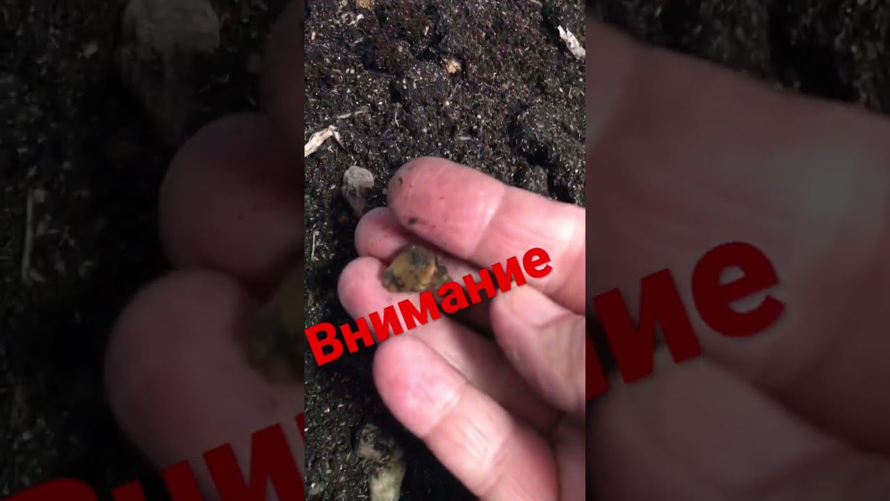 Не покупайте пока не посмотрите #shots #садиогород #shortsvideo #рассада #грунт