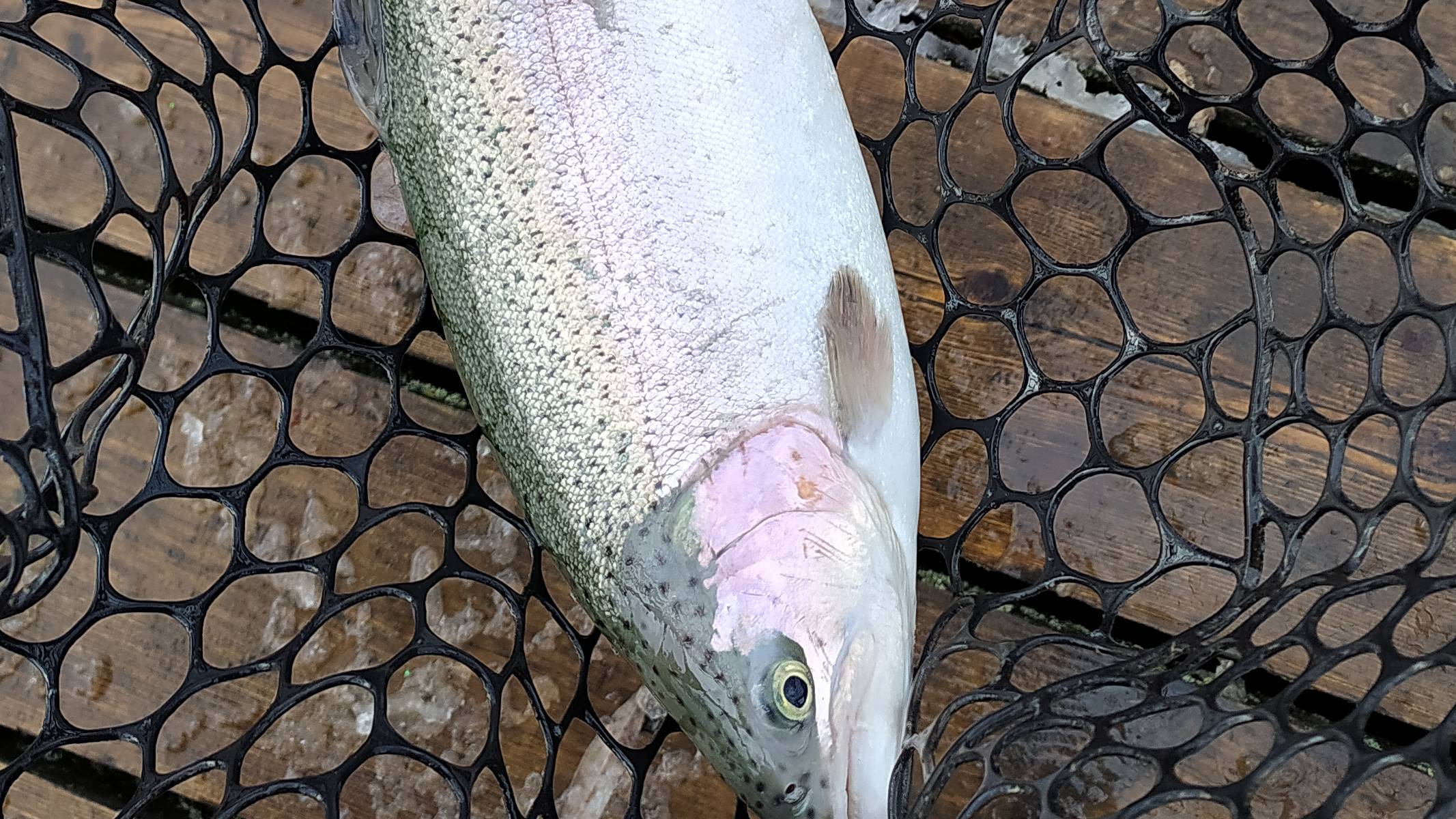 FISHERIX. 6 мая 2024 года