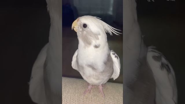 Попугай поёт #Shorts