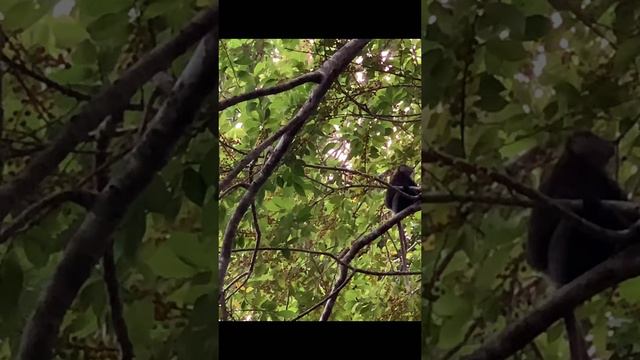 Охота на обезьян