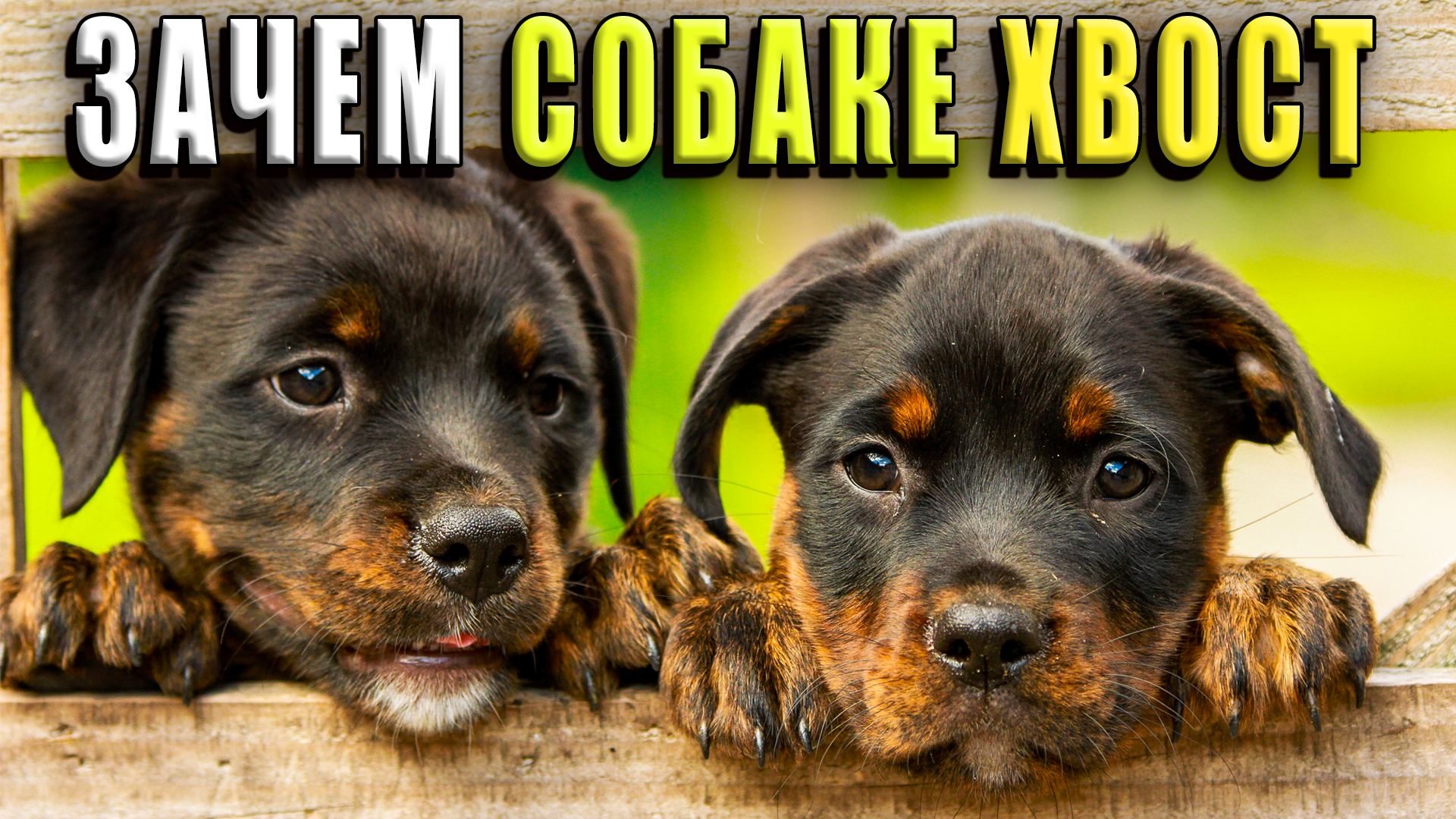 Зачем собаке хвост