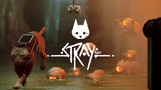 БЕГИ, КОТ, БЕГИ _#4_ Stray