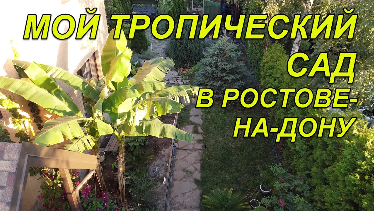 Тропический сад. Закрытие сезона. Для канала Русский экзотический сад из Ростова-на-Дону. 27С.