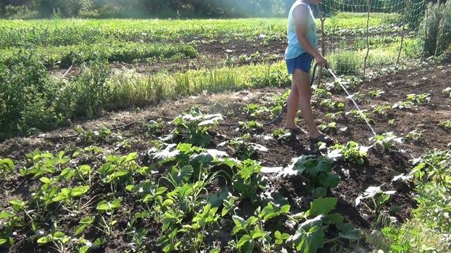 Как полить огород что бы не росли сорняки.