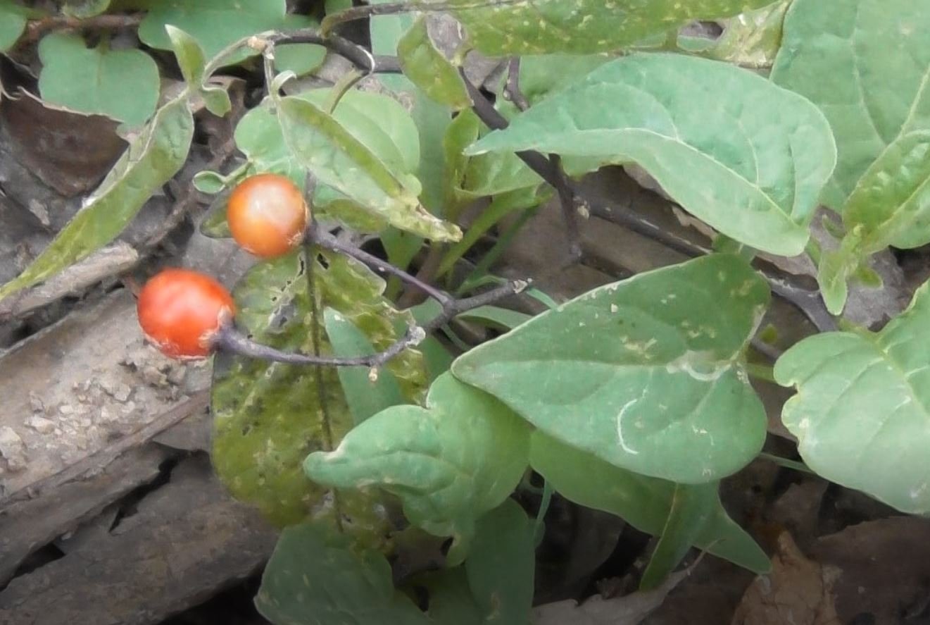 Лекарственное растение, Паслён Сладко-Горький, Solanum dulcamara, 21.08.2022, Великий Новгород