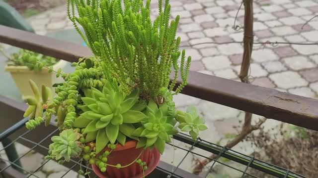 Садик из суккулентов. Разбираю, обрезаю, рассказываю о суккулентах.