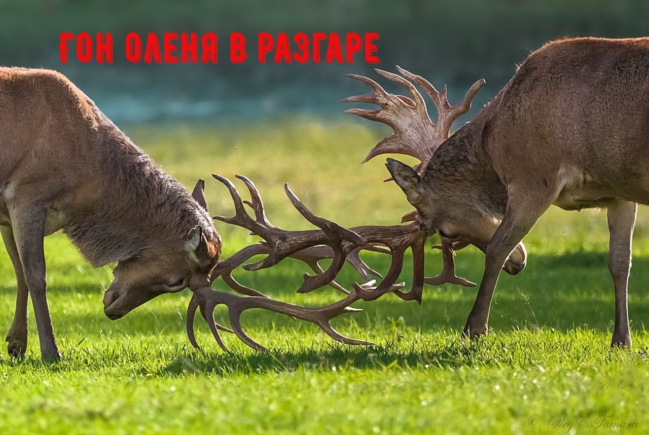 Гон благородного оленя! Такого я еще не видел. Битвы быков. Самый крупный трофей.Red deer chase