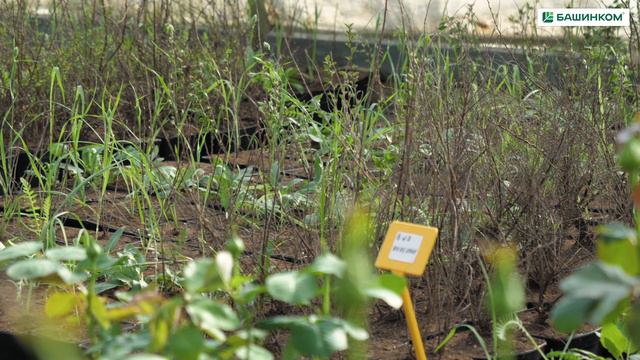 Закладка опытов в питомнике Парк Сервис (Казань)
