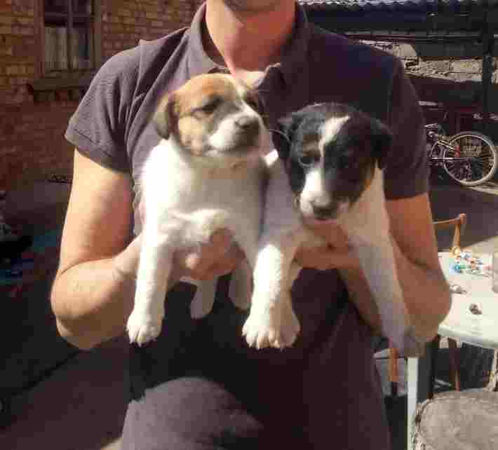 Гладкошерстный фокстерьер (щенки от 03 апреля 2018 г в месячном возрасте) Активные игры с детьми