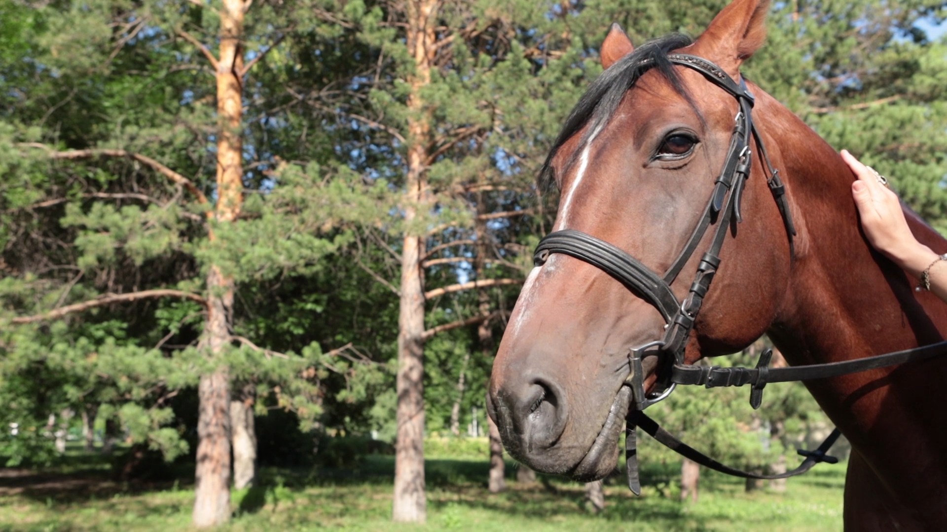 Из сегодня во вчера. 12 серия: Кузнецкое чудо