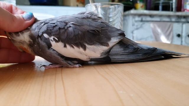 Бахтик требует ласки!?Моя любимая птичка!❤️?