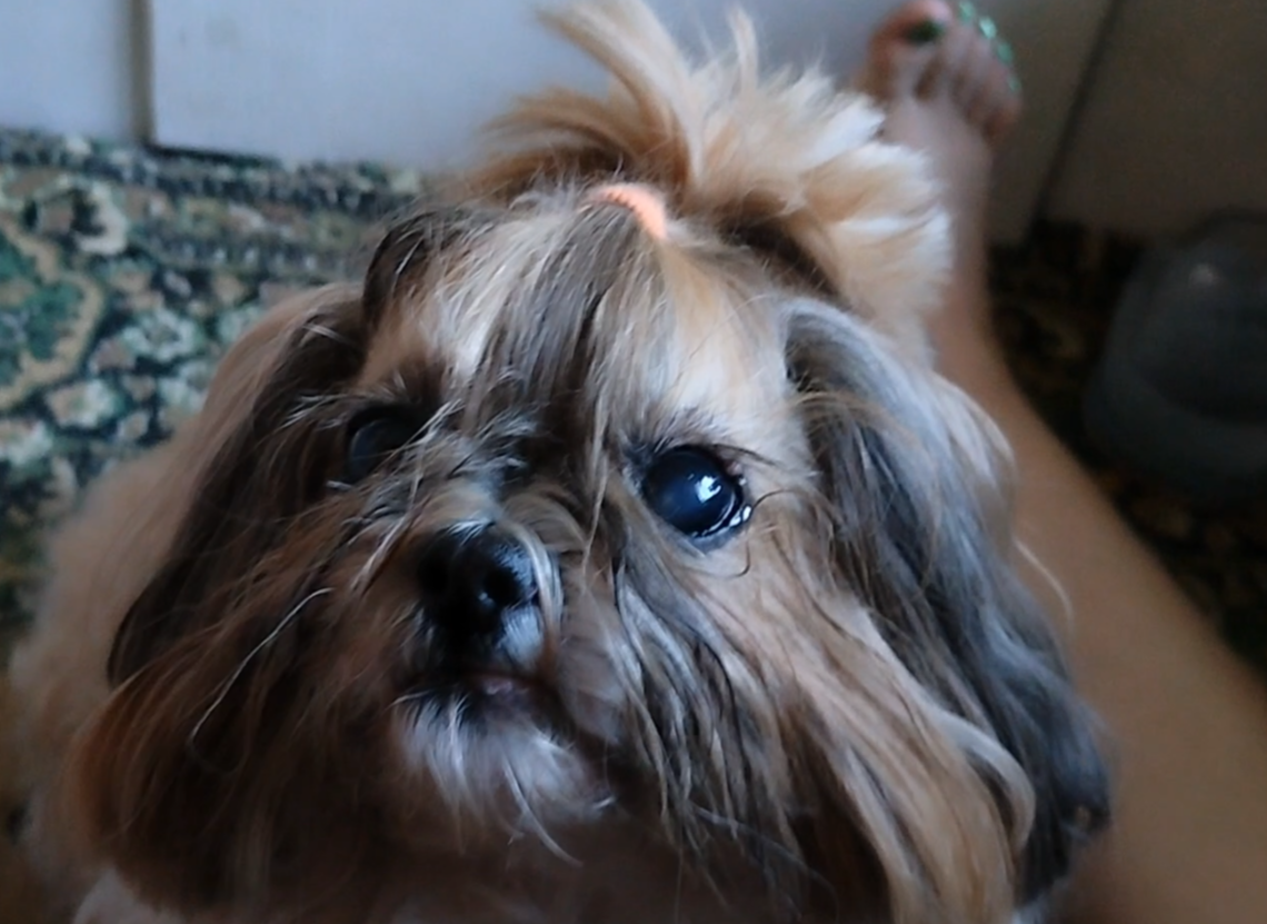 Наводим красоту собачке