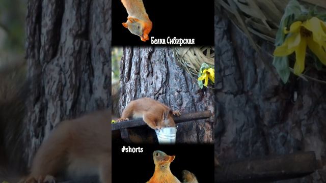 Белка на кормушке у ведерка с водой