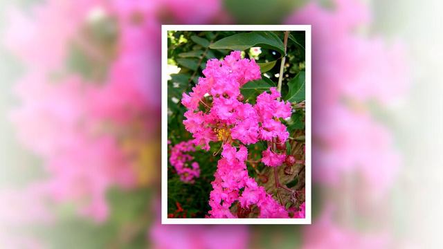 Турция —  яркая и цветущая. Цветы Турции для вашего отдыха и расслабления. Флора Турции.