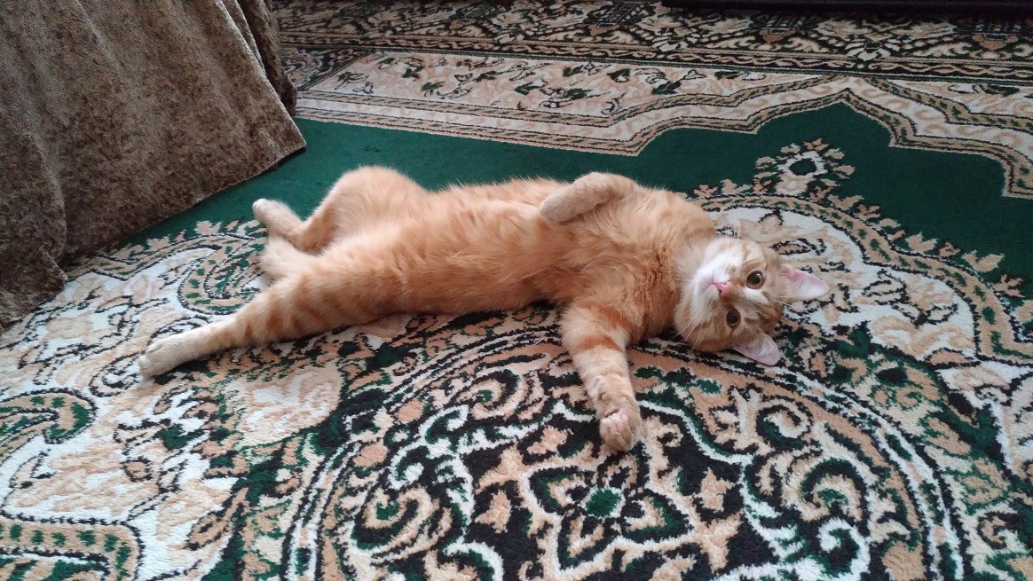 Чубайсик-фото