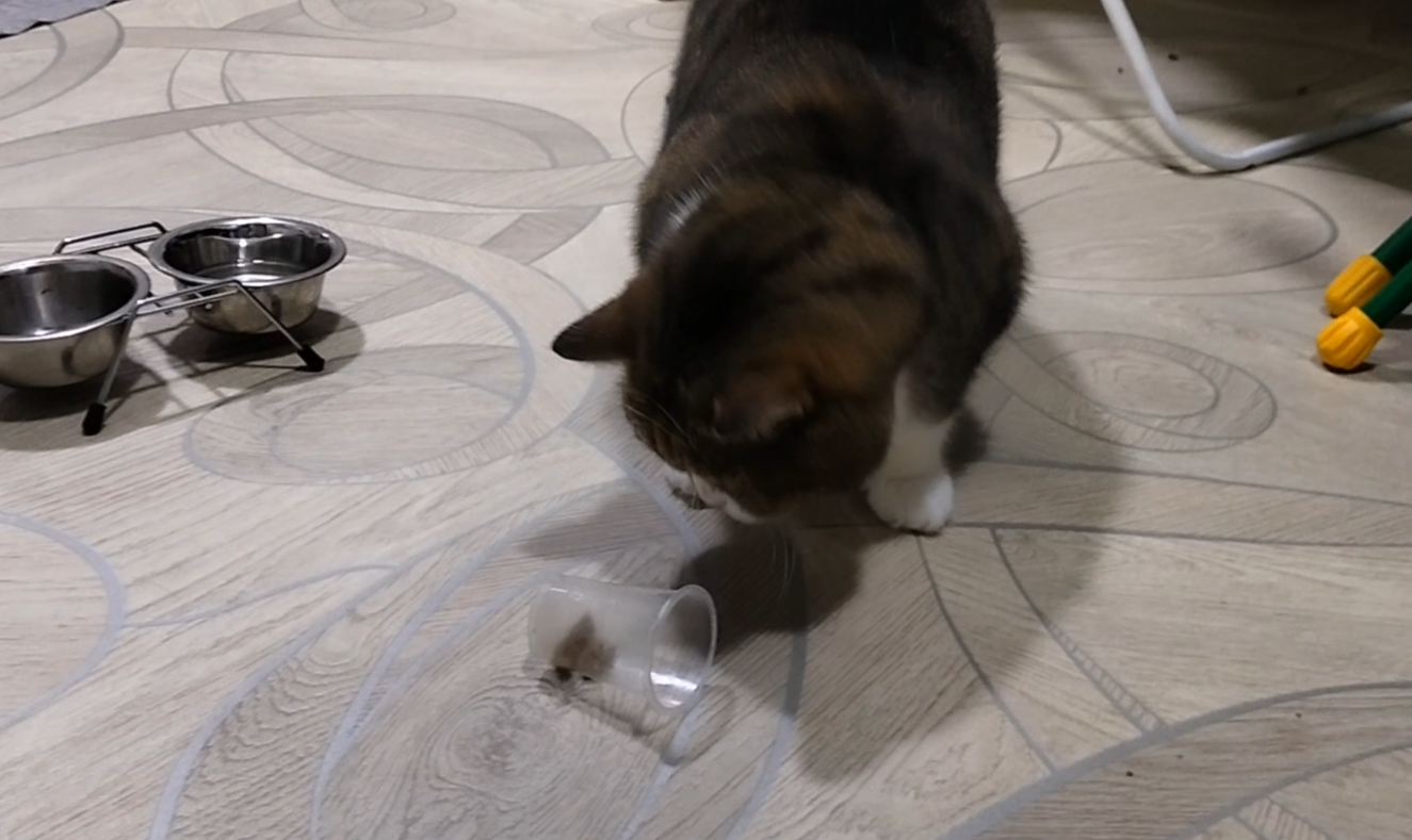 ? У Британского кота только полезная еда. Он весело её достает из стаканчика.