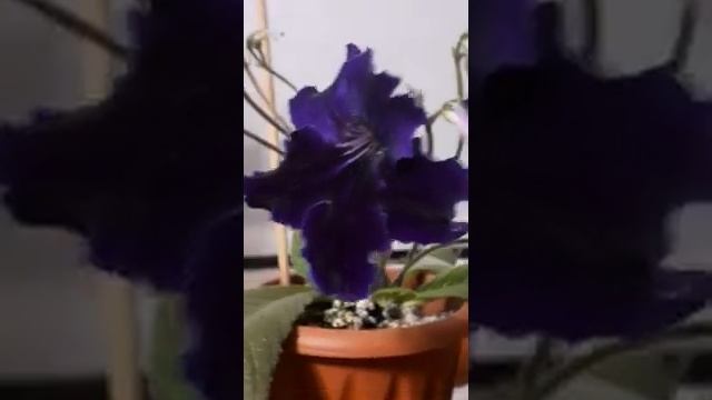 DS - Сибирь стрептокарпус.