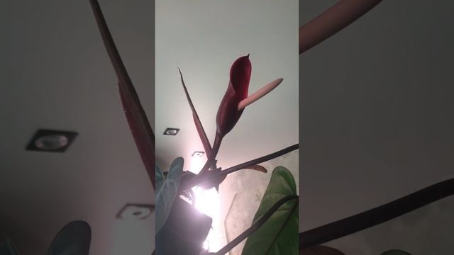 Цветущий филодендрон