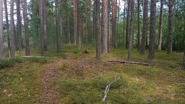 Реальность и сказки о лесных чудовищах