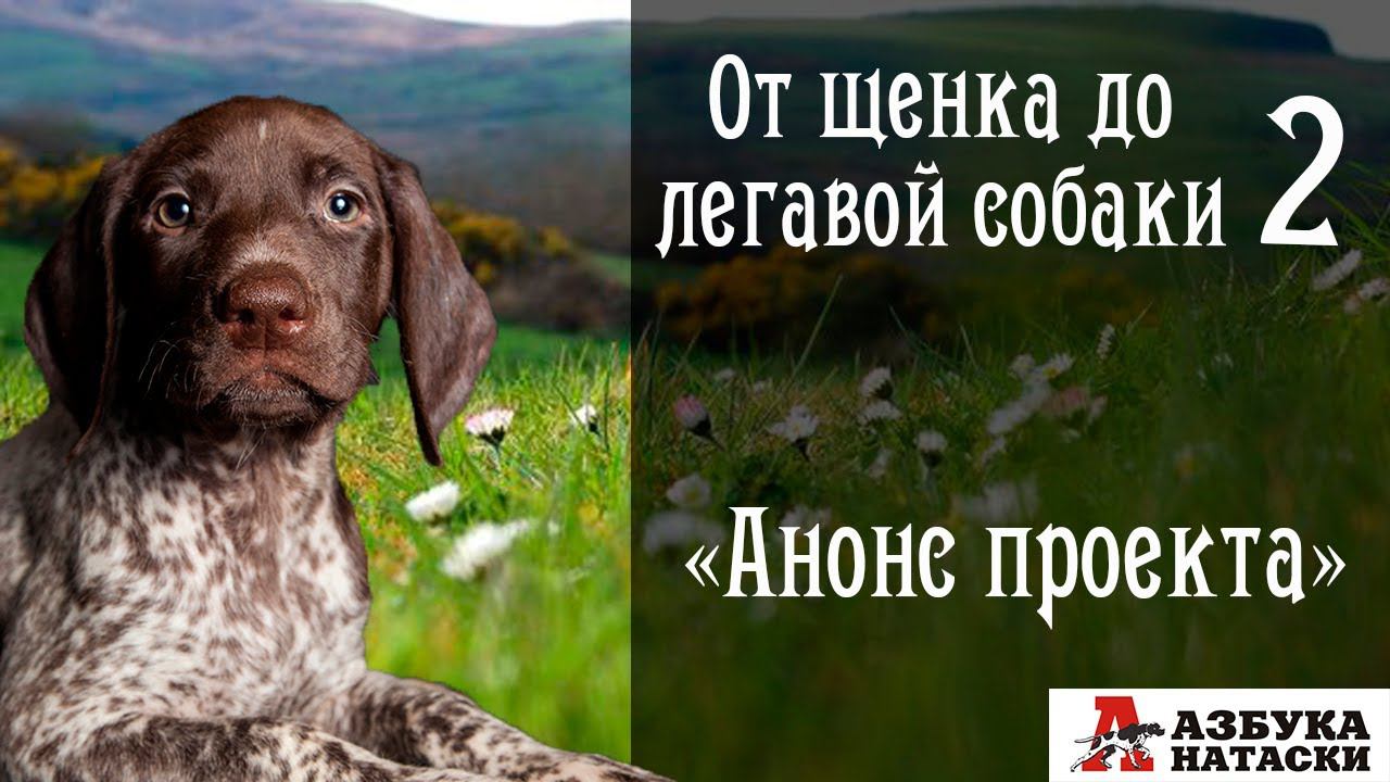 От щенка до легавой собаки - 2 (Анонс нового проекта)