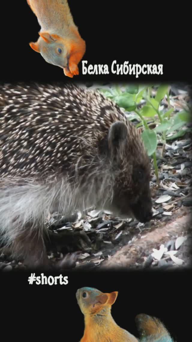 Еж жует семечки под кормушкой