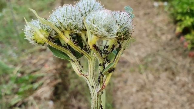 Как МУРАВЬИ ТЛЮ пасут!??