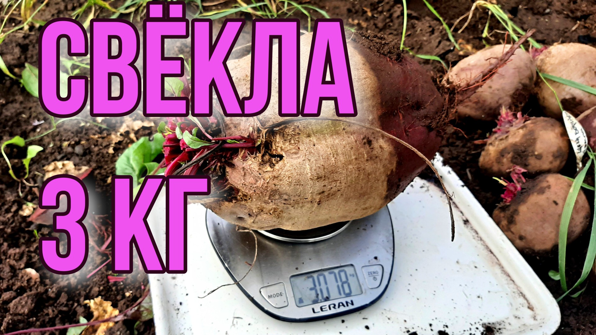 Урожай свёклы по сортам. 2021 год.