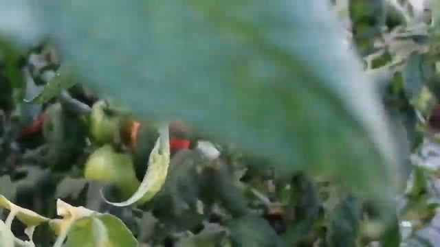 ДАРЫ КУБАНИ ДИКИЕ СЕВЕРНЫЕ ЛЮДИ