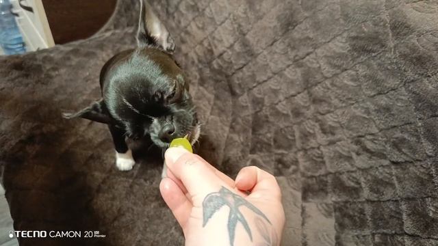 Чих пробует первый раз виноград.Не зашёл))