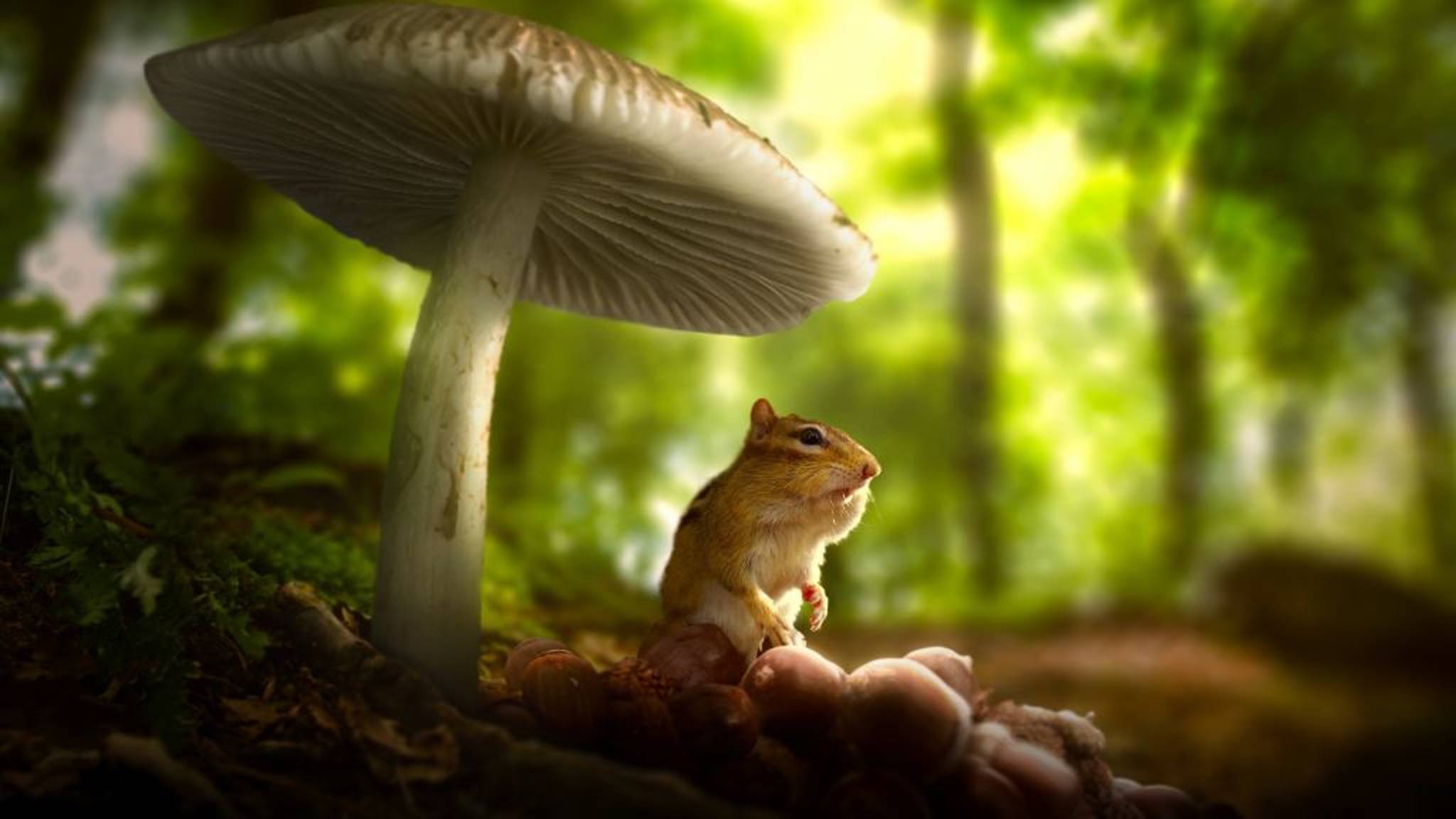 Крошечный мир (документальный сериал, 2 сезон, 4 серия, тифлокомментирование на русском)