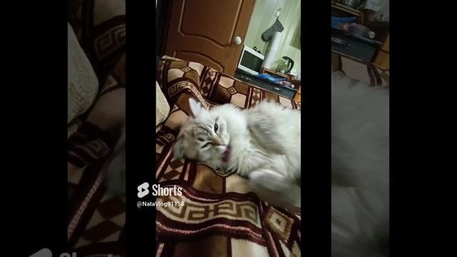 #22. Кошачий ритуал сна???