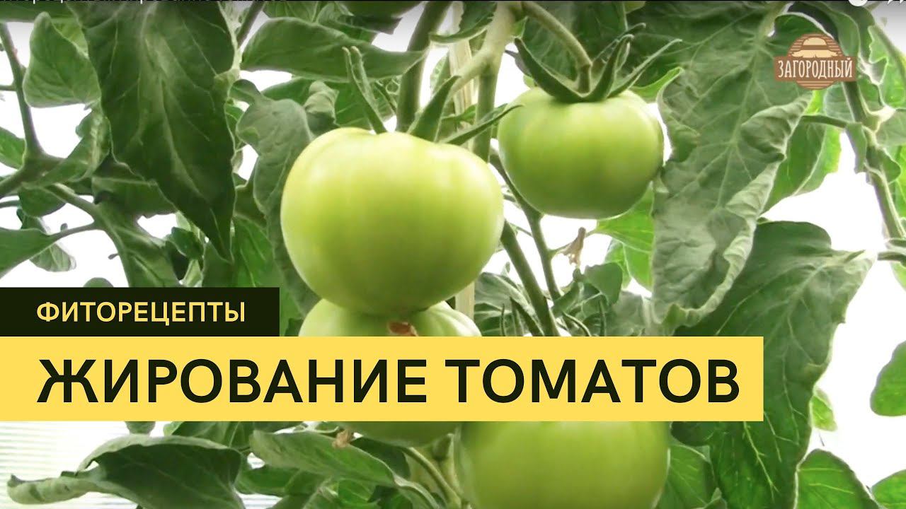 Жирование томатов \  Что с этим делать? \ Фиторецепты.